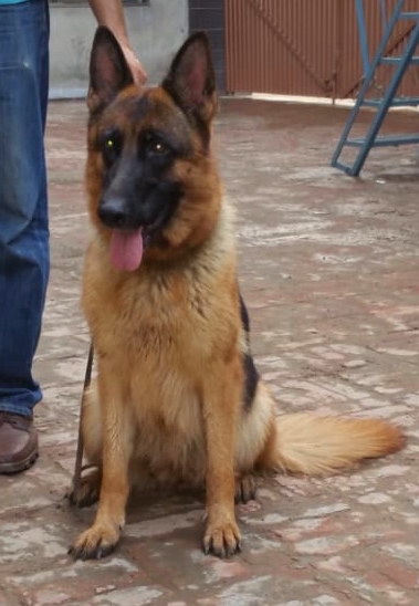 Night vom Ravizwinger