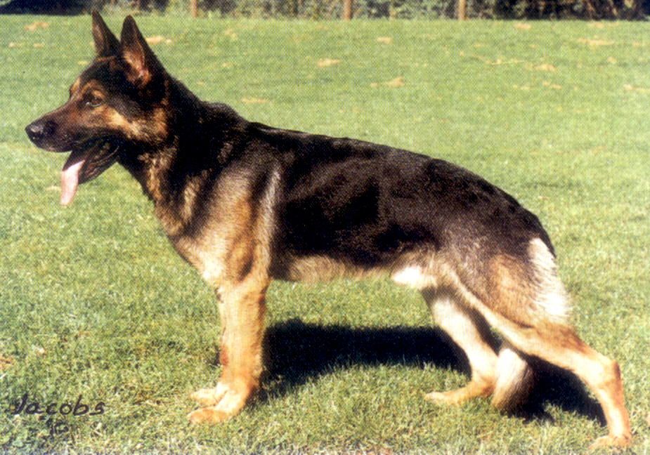 Greif vom Herkulesblick