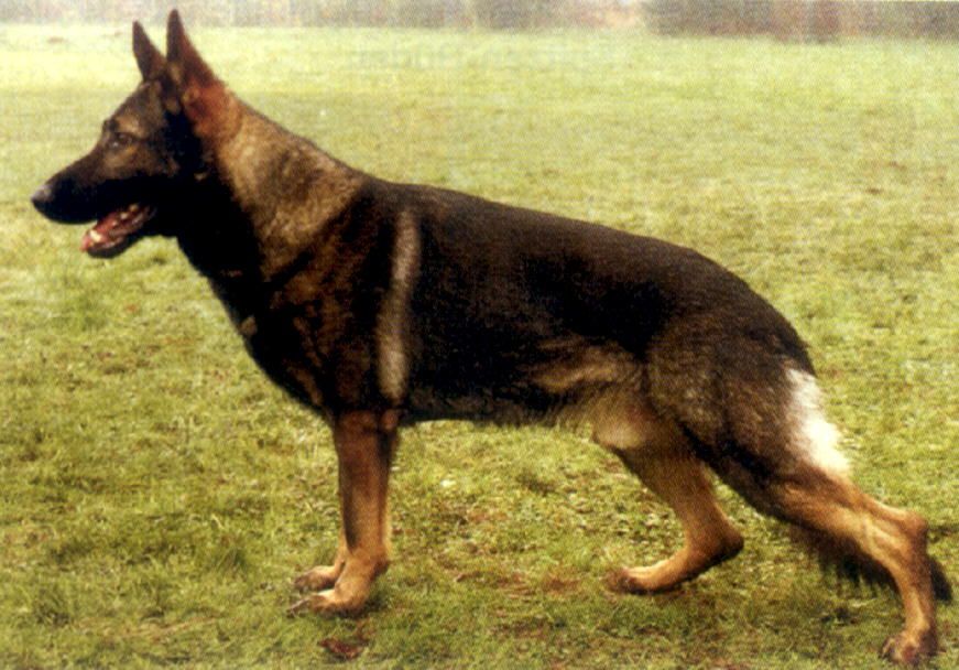 Arek vom Stoffelblick