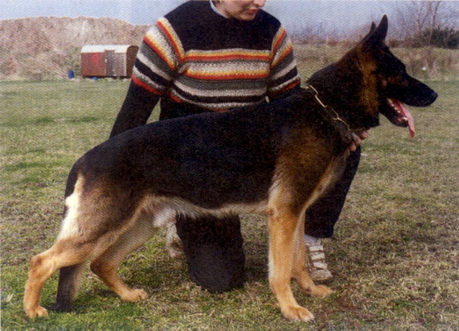 Gildo vom Körbelbach