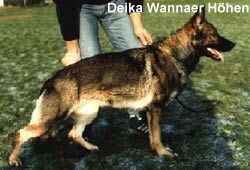 Deika von den Wannaer Höhen