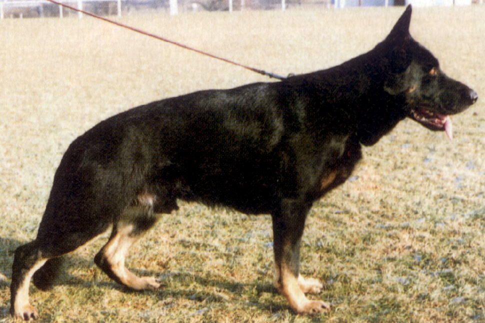 Troll von der bösen Nachbarschaft