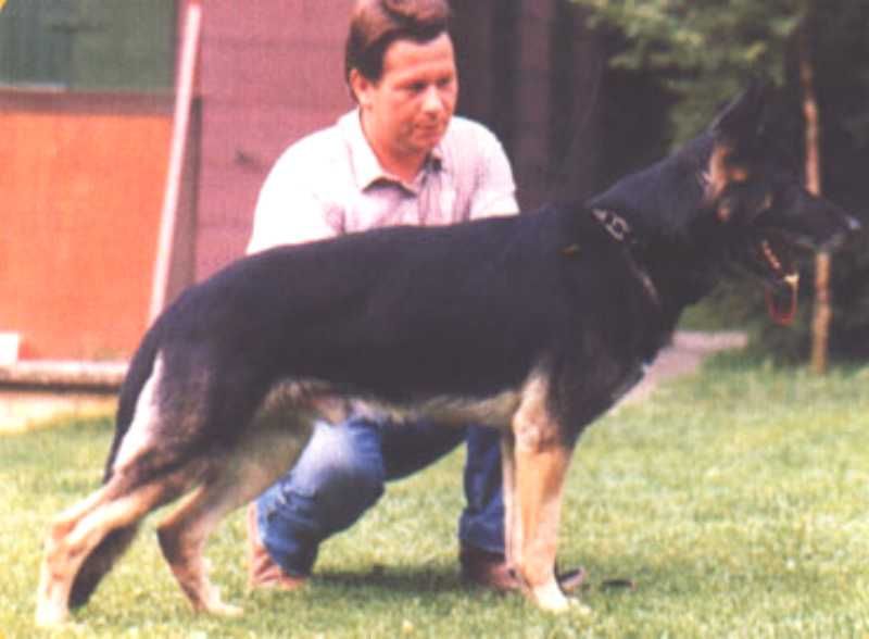 Mink vom Haus Wittfeld