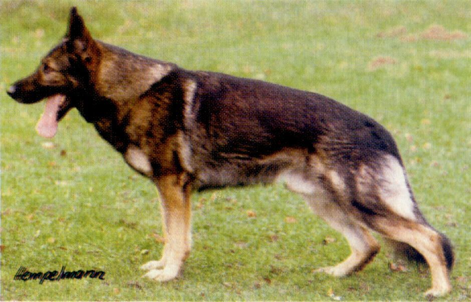 Harro aus der Lechrainstadt