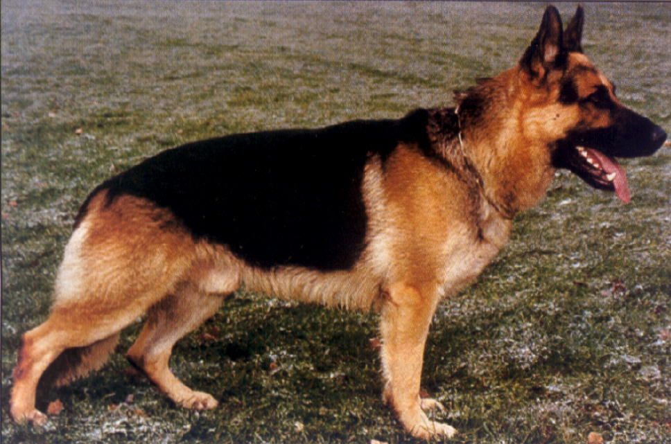 Filou von der Fasanerie (West)