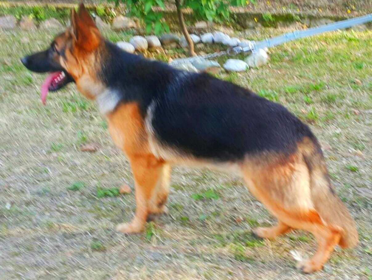 Ussi vom Ravizwinger