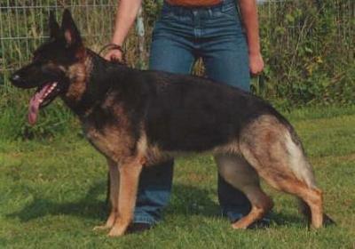 Nikita vom Prinzenrain