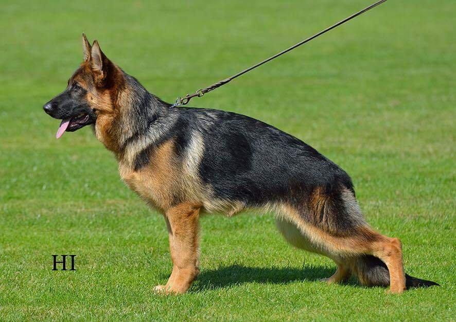 Qirah von der Piste Trophe