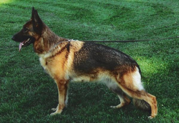 Happy  vom Fichtenschlag