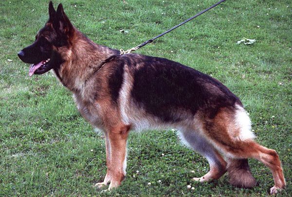 Champ von Dakota