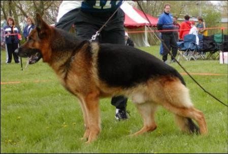 Gabor vom Mönchberg