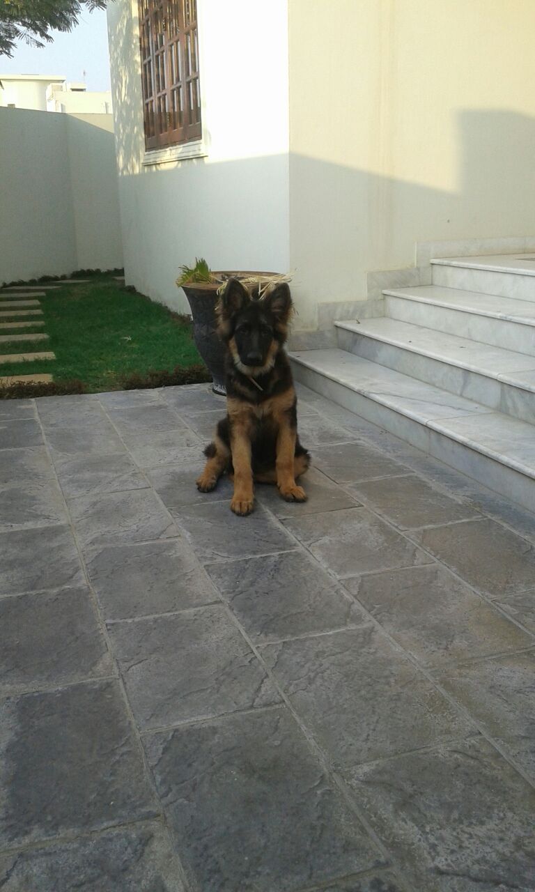 Dragon  vom Black Wolf