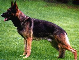 Zello vom Schloß-Richthof