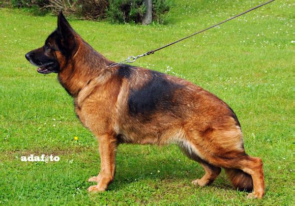 Quira von der Zenteiche