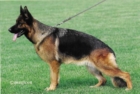 Kelly von der Zenteiche