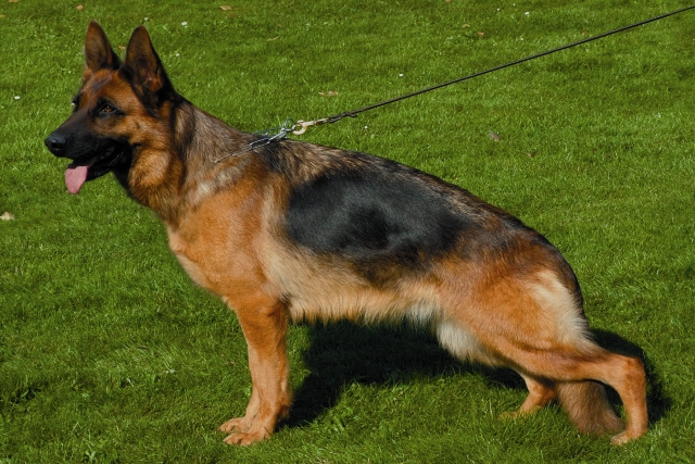 Melci vom Messina (Ost)