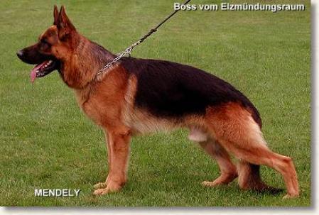 Boss vom Elzmündungsraum