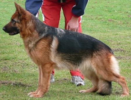Quini vom Poxdorfer-Tannenhof