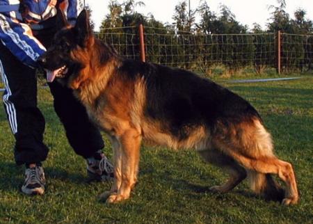 Natz vom Schmetterholz