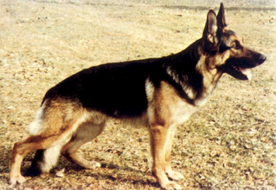 Falko von Haus Sindern