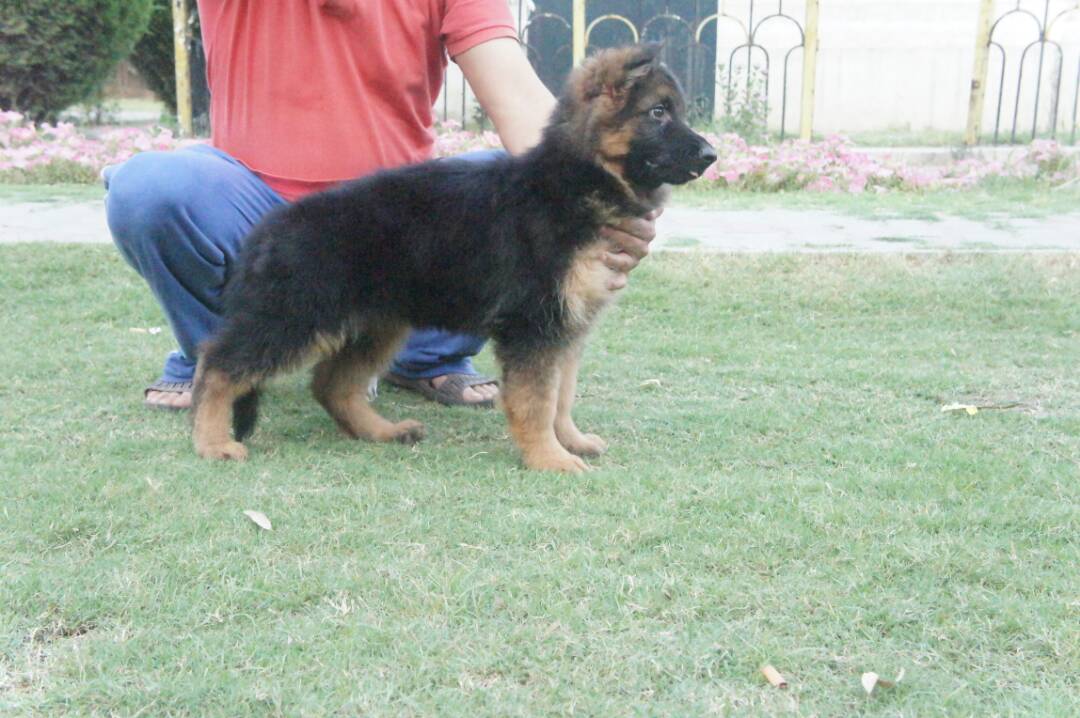Lilly vom Orlando