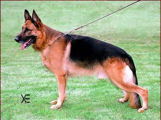 Hassan vom Schwalmbergtal