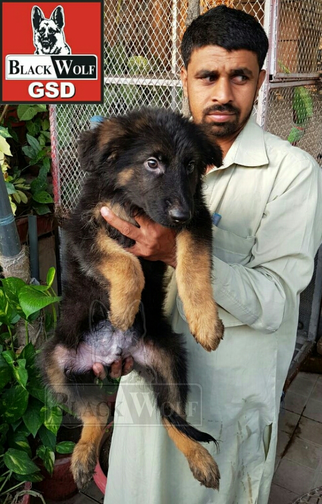 Falcon vom Black Wolf