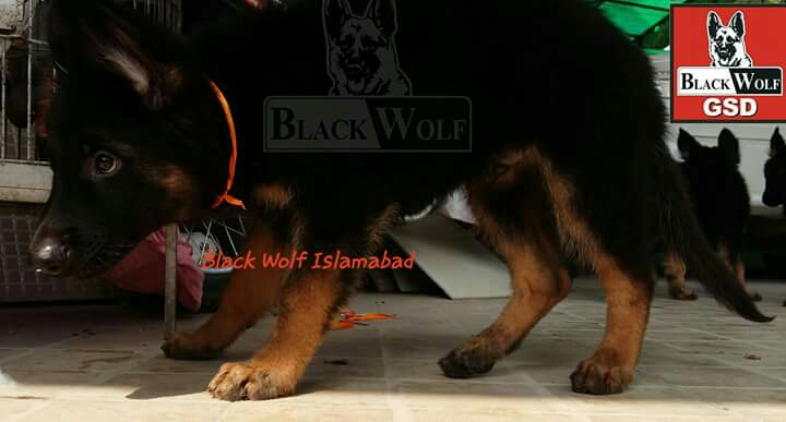 Fortuner vom Black Wolf