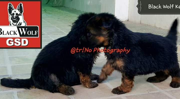 Franky  vom Black Wolf