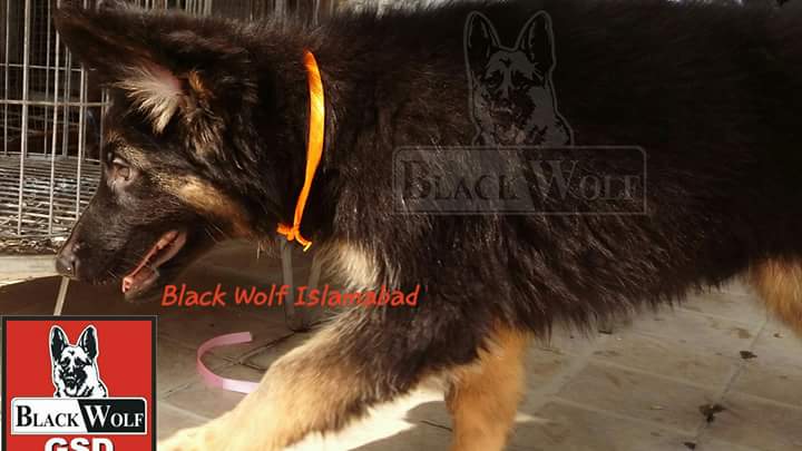 Figaro vom Black Wolf