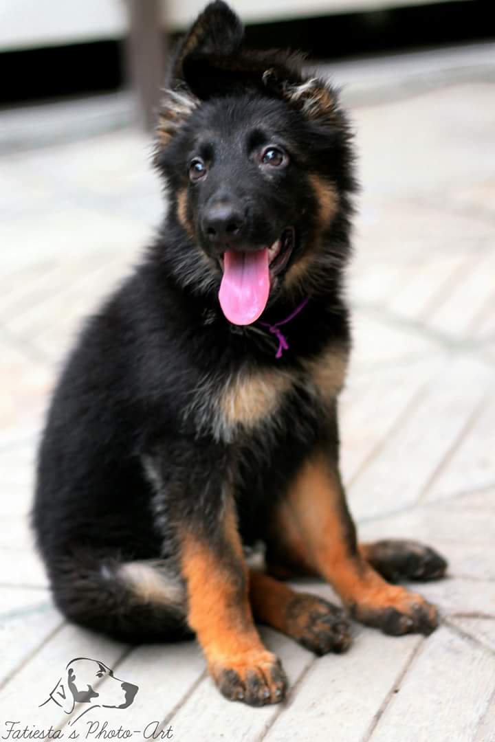 Freddy  vom Black Wolf