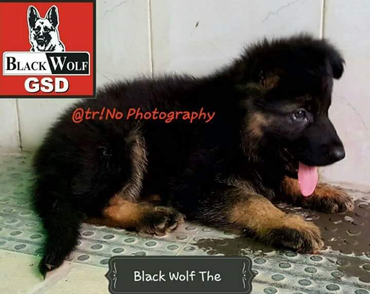 Ghost vom Black Wolf