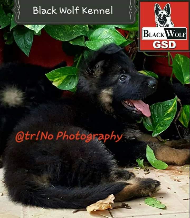 Giant vom Black Wolf