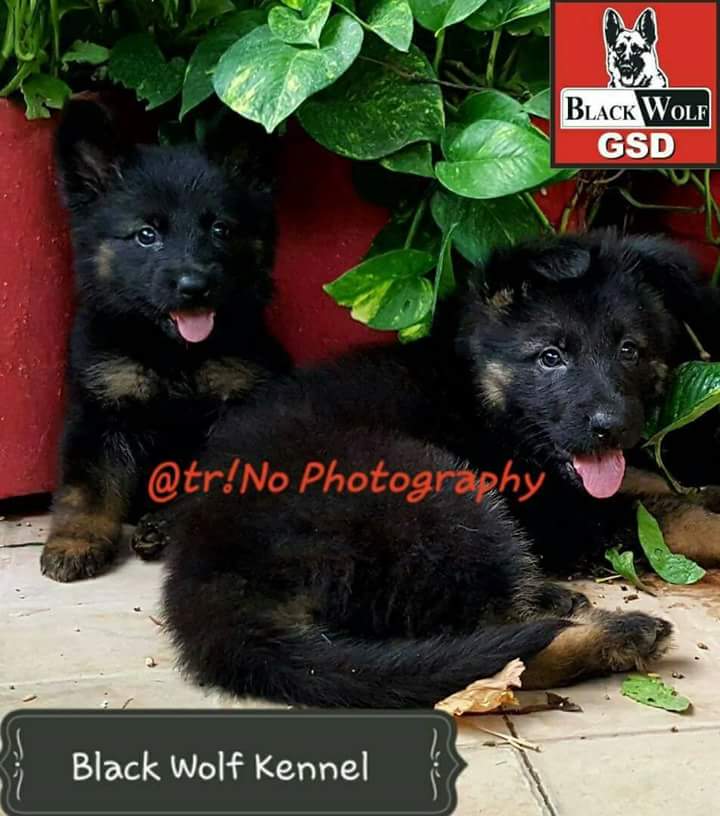 Gamble vom Black Wolf