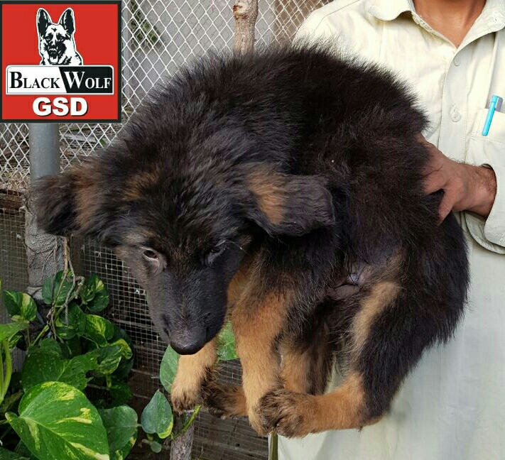 Golli vom Black Wolf