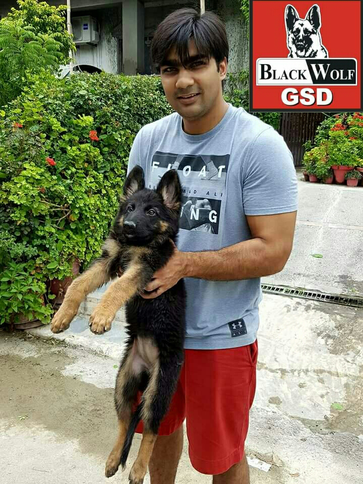 Glammer vom Black Wolf