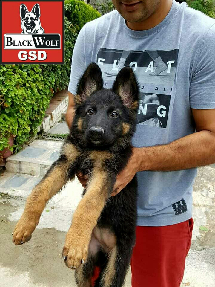 Goldy vom Black Wolf