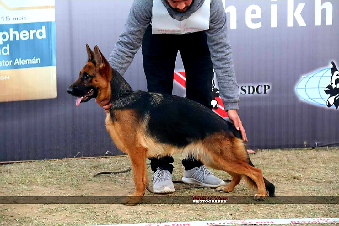 Alexandera vom Lions Berg